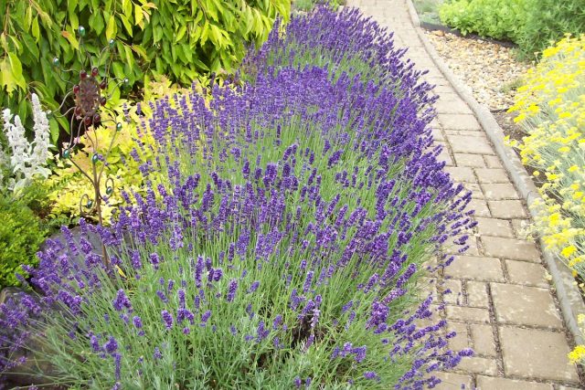 Záhon levandulí | foto: Stanislava Brádlová,  Český rozhlas