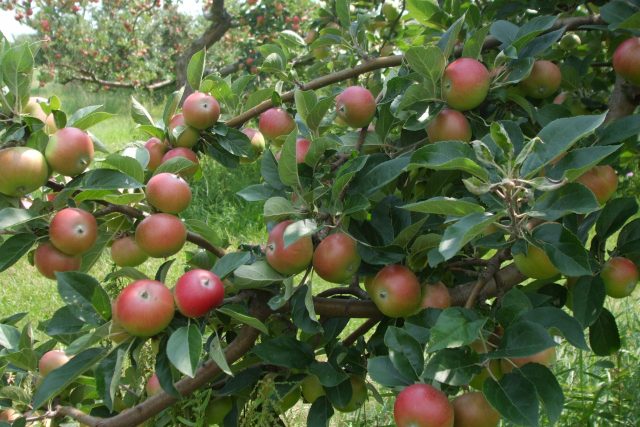 Stromy obsypané jablky Discovery | foto: Stanislava Brádlová,  Český rozhlas