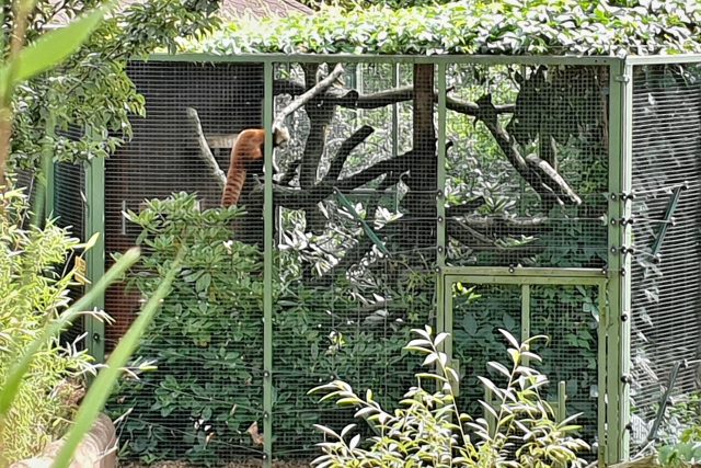 Samec pandy červené Nepál je po jedenáctidenním útěku zpátky v plzeňské zoologické zahradě | foto: Lukáš Milota,  Český rozhlas Plzeň