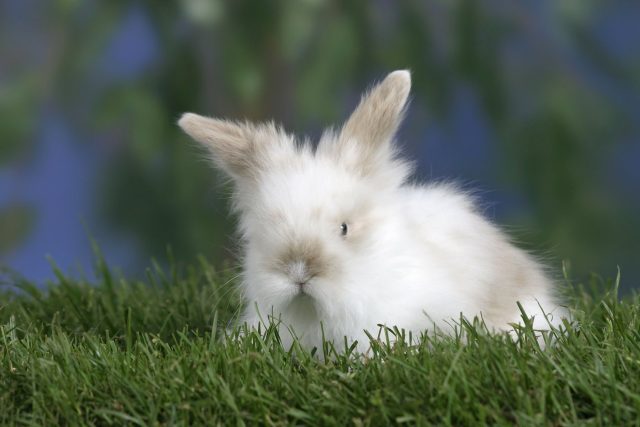 Malý pětitýdenní králík Teddy | foto: Profimedia