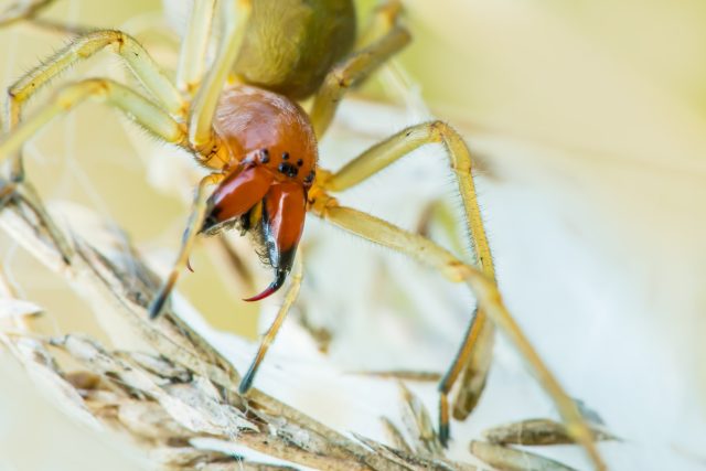 Zápřednice jedovatá | foto: Shutterstock