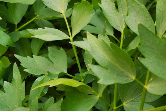 Libeček | foto: Vladislava Wildová,  Český rozhlas