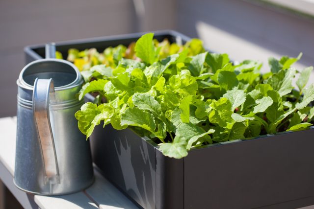 Salát můžete pěstovat i v truhlíku za oknem nebo na balkóně | foto: Fotobanka Profimedia