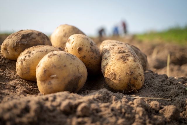 Sklizeň brambor | foto: Shutterstock