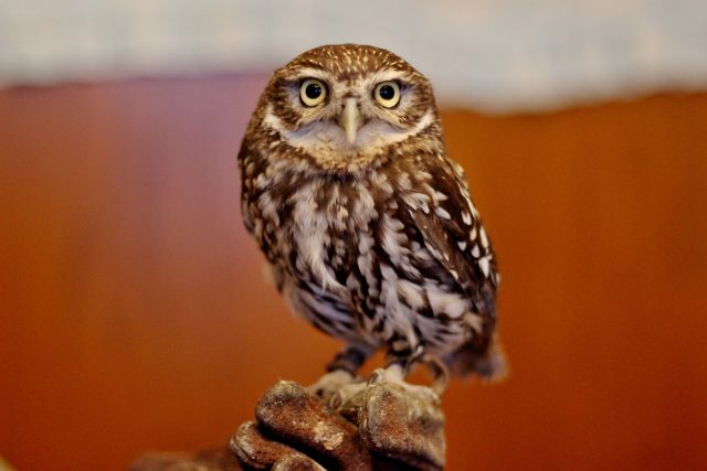 Sýček obecný | foto: Irena Šarounová,  Český rozhlas