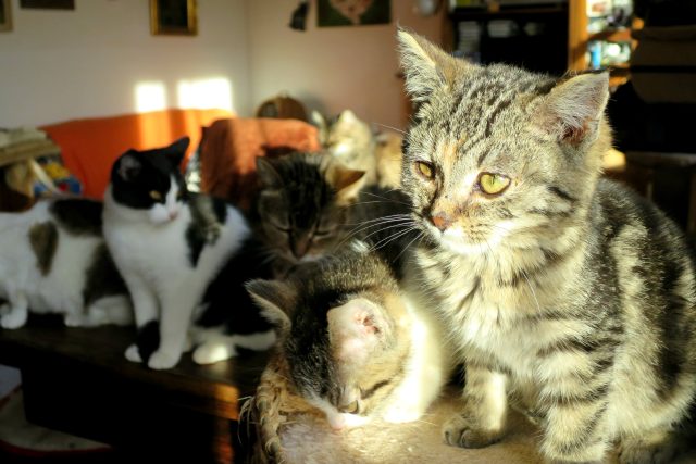Obývací pokoj Tauberových mají kočky nejraději | foto: Tereza Brázdová,  Český rozhlas