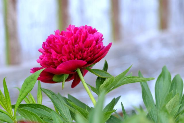 Květ pivoňky lékařské mívá v průměru 9 až 13 centimetrů | foto: Jolana Nováková,  Český rozhlas